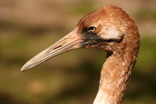 Whooping Crane-resized_img_0297.jpg