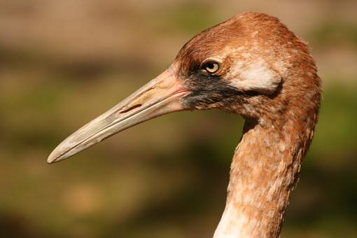 Whooping Crane-tmpphpra6f7v.jpg