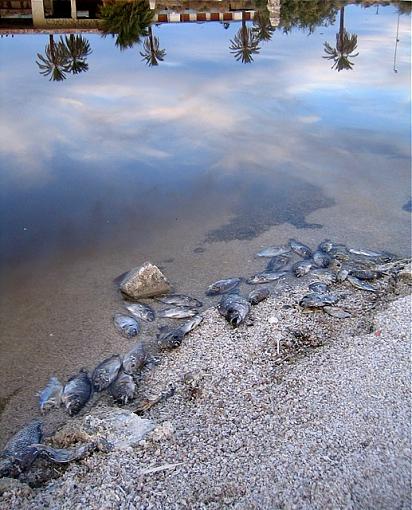 Bad Time at Salton Sea-salton_sea_2007_8_640.jpg