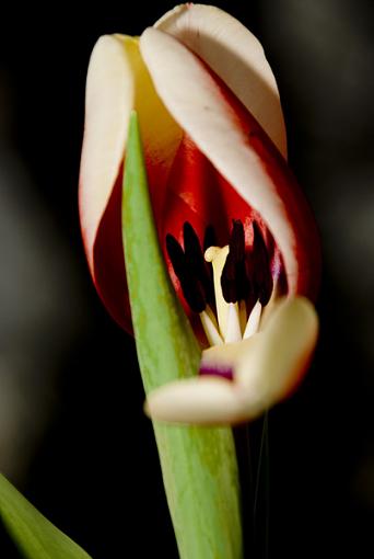 damaged tulip-dsc_0004_edited-1.jpg