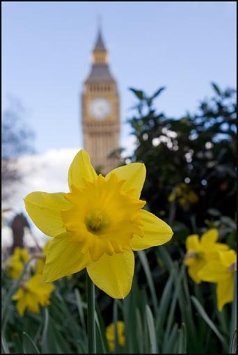 Spring in Westminster-daff-jpg.jpg