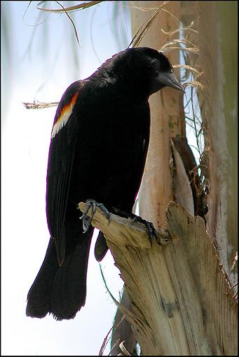 Red Winged Blackbird-rwb.jpg