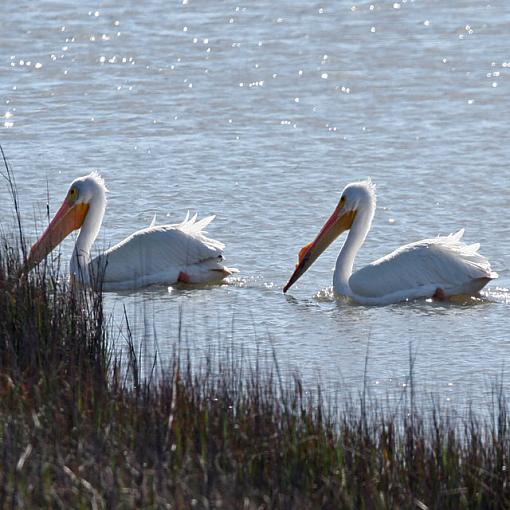 New Member with Eager Ear for Criticism-2-white-pelicans.jpg