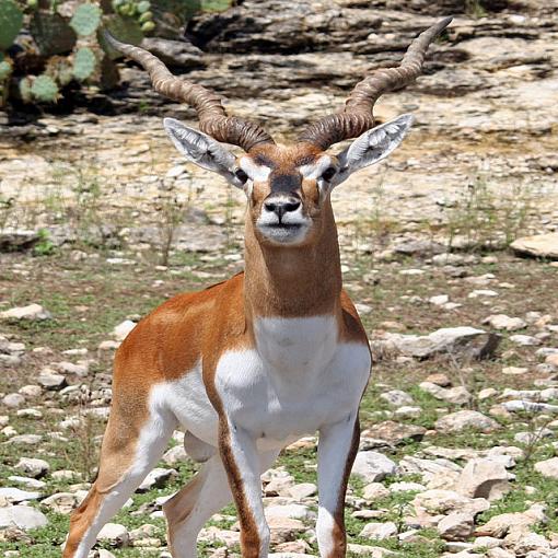 New Member with Eager Ear for Criticism-black-buck.jpg