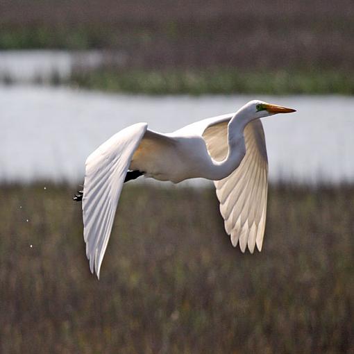 New Member with Eager Ear for Criticism-egret.jpg