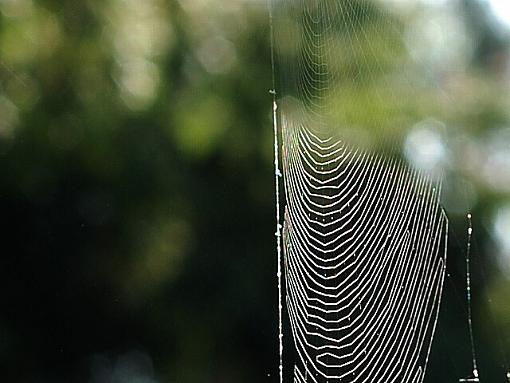 Sun / Shade Web-sunshade-web.jpg