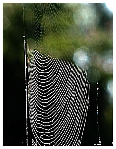 Spiderman was here...-sun-shade-web-lx.jpg