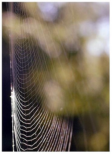 Spiderman was here...-sun-shade-web.jpg