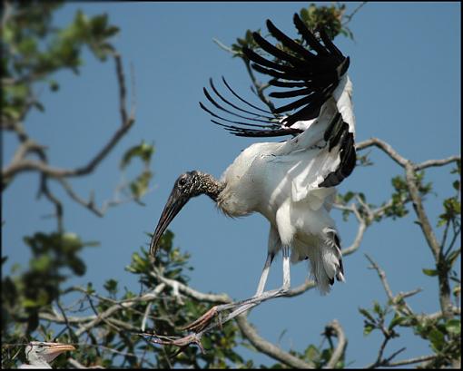 Repost: Wood Stork (and baby)-wood_stork_and_baby.jpg