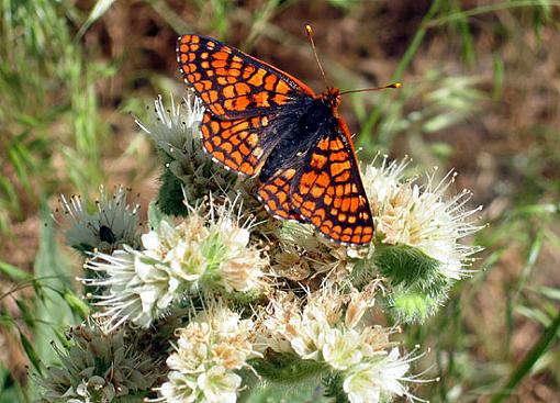 Lookout Mountain Butterfly-lookoutmountainbutterfly.jpg