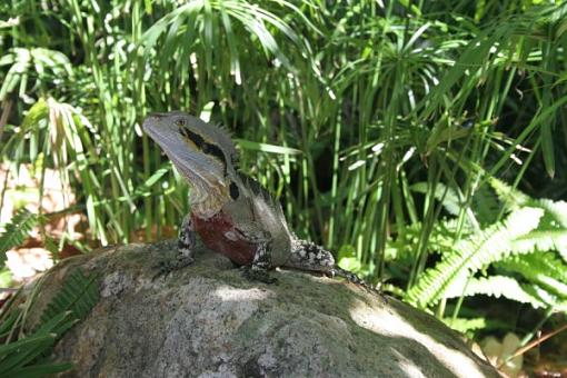 Water Dragon photo, needs help to improve-img_7819-600-x-400-.jpg