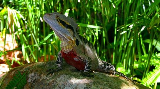 Water Dragon photo, needs help to improve-img_7819-digital-flash-velvia-centre-cropped-600-x-334-.jpg