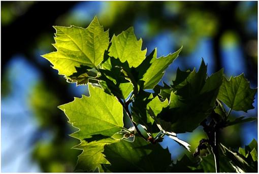 Translucent Greens-lightplay.s2..jpg