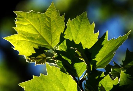 Translucent Greens-lightplay.s..jpg