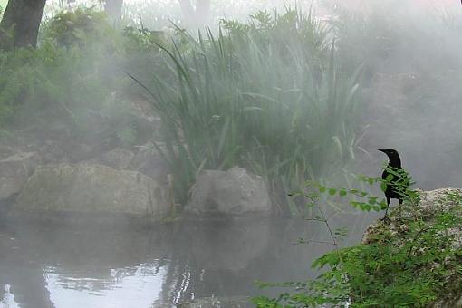 Grackle in the Mist-grackle_mist.jpg