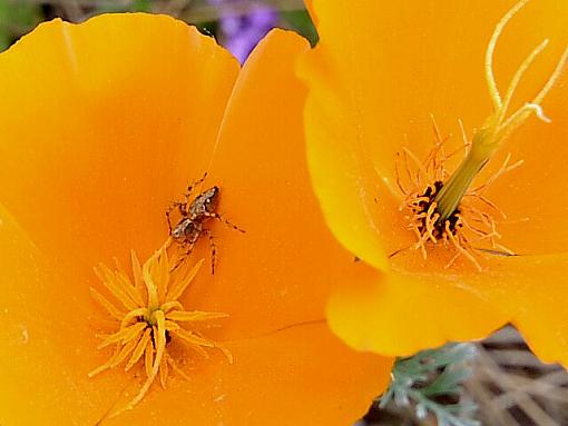 Grandma's Garden.-tiny-spider.jpg