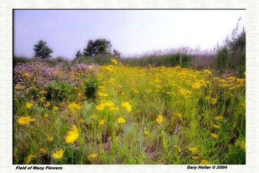 Field of Many Flowers-lndscp0604-140802xweb.jpg