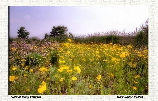 Field of Many Flowers-lndscp0604-140802x02xxweb.jpg