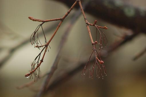 Dripping Branches-dsc_5192.jpg