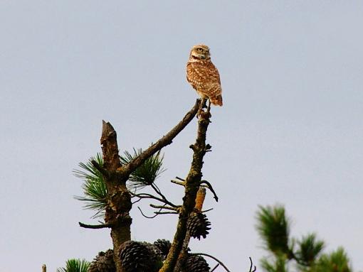 Relaxed &amp; Alert-balancing-act.jpg