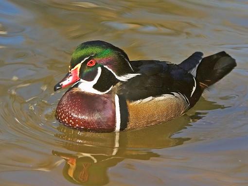 San Diego Zoo Wood Duck-wood-duck-.jpg