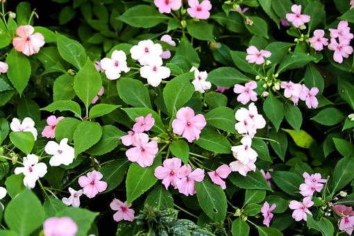 Bolboa Park, Botanical Gardens, San Diego Ca.-flower-bush.jpg