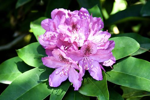 Bolboa Park, Botanical Gardens, San Diego Ca.-pink-flower.jpg