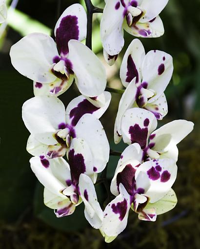 Bolboa Park, Botanical Gardens, San Diego Ca.-white-purple-flower.jpg