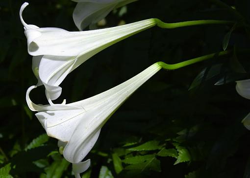 Bolboa Park, Botanical Gardens, San Diego Ca.-white-flower.jpg