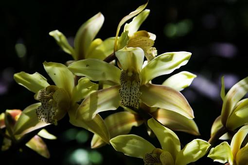 Bolboa Park, Botanical Gardens, San Diego Ca.-yellow-flower.jpg