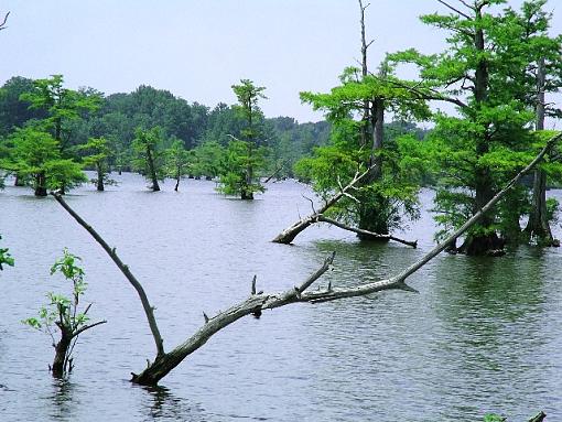 Here is another Reelfoot photo, I think something is missing.-reelfoot-june-04-088-web.jpg