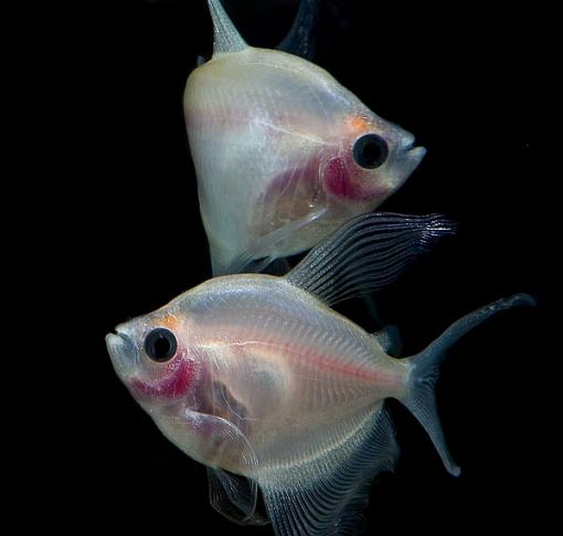 Ghost Tetras-crw_8211.jpg