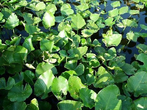 One more for your opinion..Reelfoot Lake Lotus-lotus-web.jpg