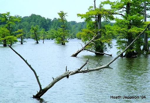 Here is another Reelfoot photo, I think something is missing.-lonely-web.jpg