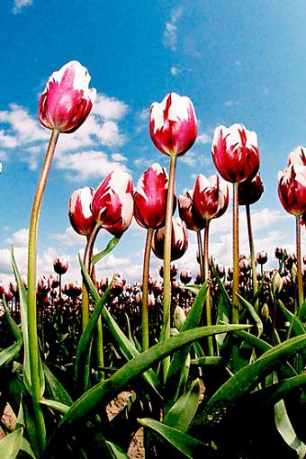 Tulips at Skagit Valley-tulips1.jpg