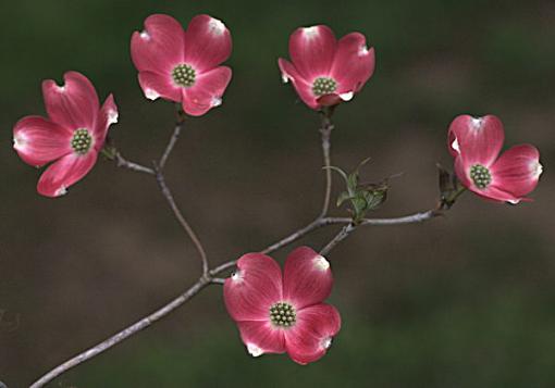 Quintet and Rubble-dogwoodgroup1small.jpg