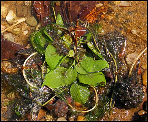 Quintet and Rubble-underwaterrubblesmall.jpg