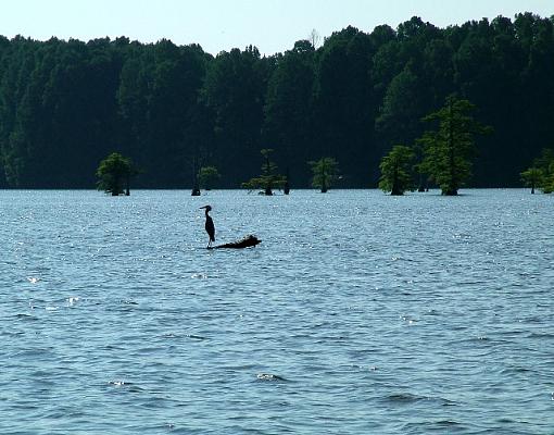 A couple of bird shots that I like, tell me what you think.-crane-web.jpg