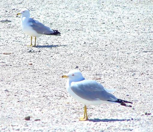 Gulls-gullslikewhitepaintsm.jpg