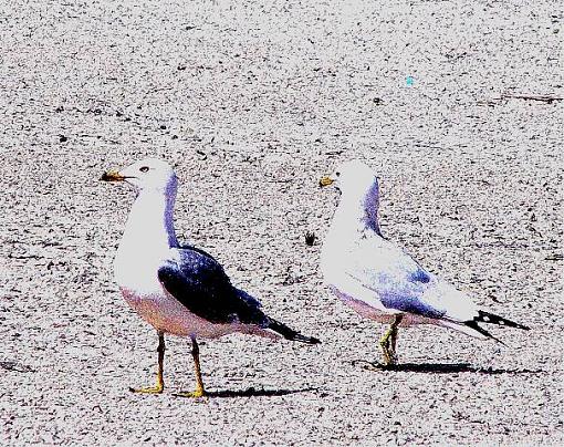 Gulls and Mallards-gullcouplesm.jpg