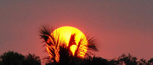 Backyard Sunset-sunsetcrop640.jpg