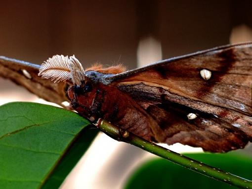 Delta wing-tiger-moth.1.s.jpg