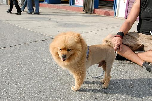 Leo the Dog-dsc_02780001.jpg