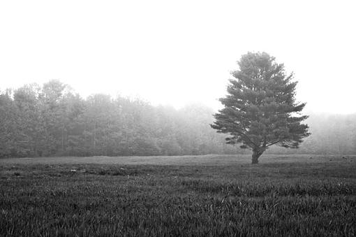 Tree At Edge Of Field-tree-edge-field-5.jpg