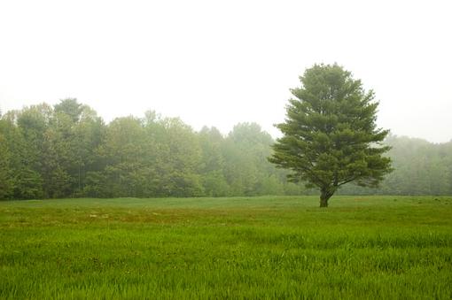 Tree At Edge Of Field-dsc_7200.jpg