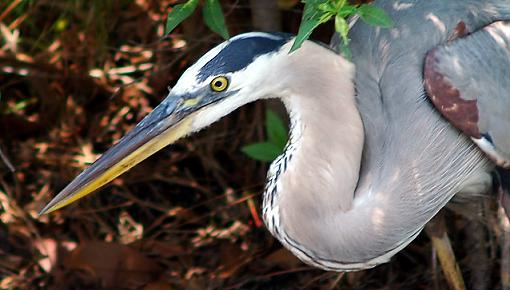 Henrietta Heron-gbh_5.jpg