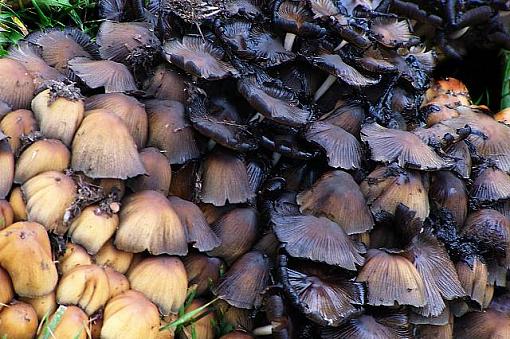 Along the Banks of the Red River-mushroomssm.jpg