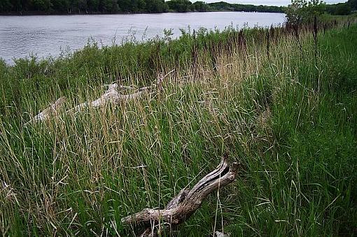 Along The River Bank (Red River of the North)-riverbanksm.jpg