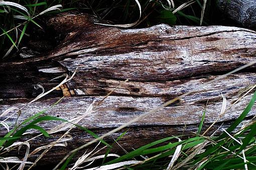 Along The River Bank (Red River of the North)-driftwoodsm.jpg