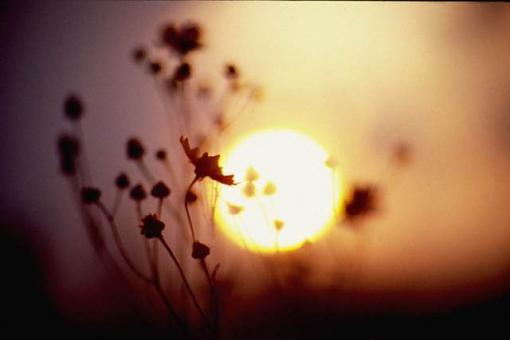 Flower in sunset-flowers-sunset.jpg